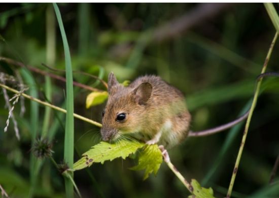 Rodent Control in Eagan, MN | We answer all questions | (651) 240-6208